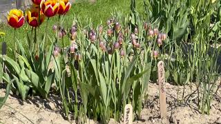 Fritillaria Uva Vulpis  Bulbs for Fall Planting [upl. by Di819]