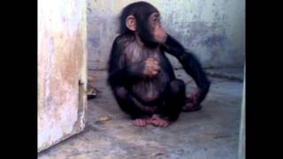 Chimpanzee Yabien had a terrible life as pet [upl. by Alenson]