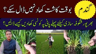 Missed Fertilizer at Sowing Apply This at Irrigation  Cyber Agri Extension [upl. by Nobie]