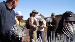 Haleakala Silverswords Outplanting [upl. by Llemert369]