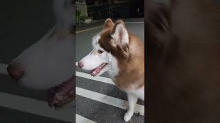 A pair of beautiful heterochromatic brown huskies🐕有雙美麗異色曈棕色毛哈士奇🤎🩵 寵物 哈士奇 huskies heterochromatic [upl. by Atnwahs]