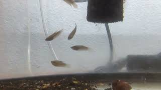 Croaking Gourami [upl. by Atnauqal]