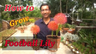 How to grow Football Lily or Scadoxus multiflorus at your home [upl. by Htidirem]