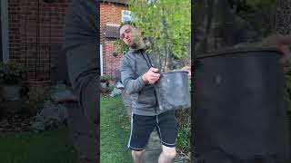 Adding black bamboo to my garden  black bamboo phyllostachys nigra garden gardening gardener [upl. by Firestone]