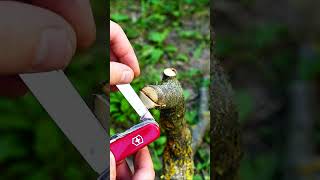 Useful Survival Trick with Victorinox Swiss Army Knife bushcraft sak survival outdoors camping [upl. by Anaj]