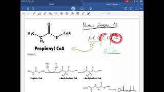 18 Cetogénesis y Propionyl CoA  Síntesis de Glucosa a partir de AG [upl. by Ddej]