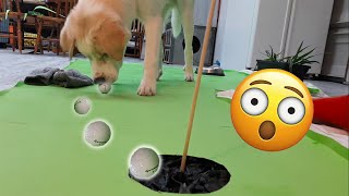 I Taught My Dogs To Play Mini Golf Against Each Other [upl. by Letisha]