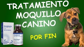 Medicamento para CURAR DISTEMPER O MOQUILLO CANINO  SOROGLOBULIN [upl. by Aimahs940]