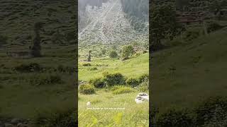 Chukail Meadow  Serai village shorts viralshort shortsvideo shortsfeed [upl. by Ainosal]