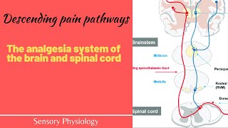 The pain suppression Analgesia system of the brain and spinal cord The descending pain pathway [upl. by Hudson679]