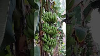 Banana diphukarbianglong gardenplants music diphu gardenflowers diphutown plants banana [upl. by Lyrradal]