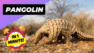 Pangolin  In 1 Minute 🦔 One Of The Cutest And Exotic Animals In The World  1 Minute Animals [upl. by Bork217]