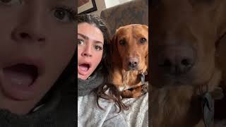 Perrie the dog was more shocked than me dog comedyshorts [upl. by Solegna110]