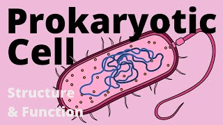 Structure and Function of a Prokaryotic Cell Bacteria [upl. by Erdrich833]