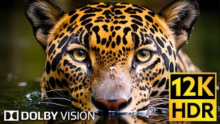 Dolby Vision 🌿 Wildlife 12K HDR 120fps in 2024 EXTREME COLORS [upl. by Rehpotsrihc]