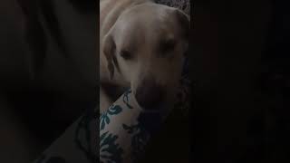 cobberdog labrador scoober doglover  So cute ðŸ¥° [upl. by Briana]