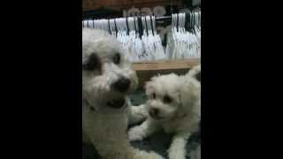 Bichon Frise Puppy and brother play fighting [upl. by Ayikaz]