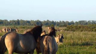 Vroege Vogels  Konik hengst [upl. by Arodal164]