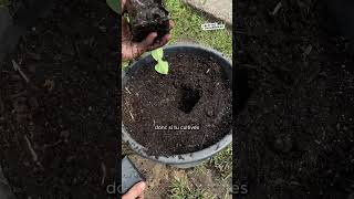 Poivrons toute l’année  jardin potager jardinage permaculture nature astuce [upl. by Ahsim]