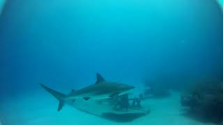 Caribbean reef shark scuba diving Bahamas sharks scuba bahamas [upl. by Natsirk]