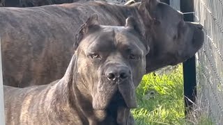 CANE CORSO Dogs Work as a Pack to PROTECT Property [upl. by Haze896]