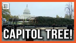 A Capitol Christmas US Capitol Christmas Tree quotSpruce Waynequot Arrives in DC [upl. by Iaht303]