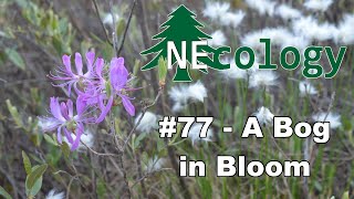 NEcology 77  A Bog in Bloom [upl. by Knuth]