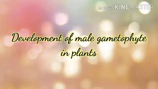 DEVELOPMENT OF MALE GAMETOPHYTE IN ANGIOSPERMS [upl. by Ave]