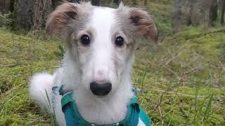 Celebrating Canadian Silken Windhound Puppies [upl. by Gilcrest]