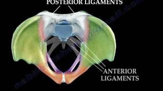 Anatomy Of The Pelvis  Everything You Need To Know  Dr Nabil Ebraheim [upl. by Zalucki]