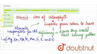Chlorosis ie loss of chlorophyll leading to yellowing in leaves is caused by the deficiency [upl. by Runkle]