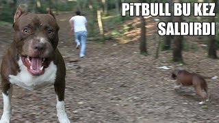 PİTBULL ATEŞİ KIŞKIRTIM  Aşırı Derecede Sinirlendi  Pitbull Eğitminde Son Nokta aggressive dog [upl. by Ermengarde]