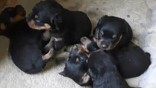 Filhotes de Rottweiler com 20 dias de vida [upl. by Tod]