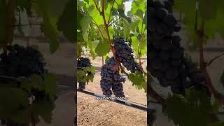 Viticultura un arte en la producción de VINO [upl. by Armallas]