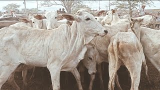 FEIRA DE GADO EM CACHOEIRINHA PE DIA 31102024 [upl. by Arihsaj674]