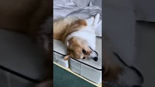 動かない犬 コーギー corgi [upl. by Addie]