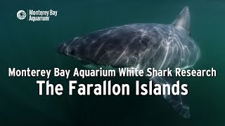 Project White Shark — The Farallon Islands [upl. by Prowel]