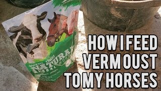 How To Naturally Deworm your horses with Verm Oust Herbal Wormer [upl. by Sanborne]