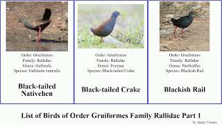 List of Birds of Order Gruiformes Family Rallidae Part 1 rail crake coot common african gallinule [upl. by Latihs]