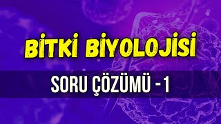 BİTKİ BİYOLOJİSİ SORU ÇÖZÜMÜ  Seda Hoca Biyoloji 🧬 ayt2024 [upl. by Leavelle264]