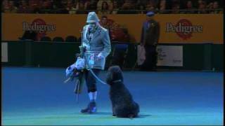 Vulnerable Breeds Parade 2008  Irish Water Spaniel [upl. by Assirol]