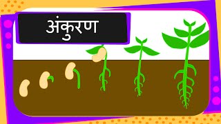 Science  Germination Of Seed  Hindi [upl. by Dwaine]