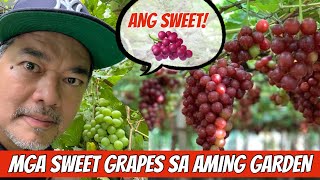 ANG BILIS MAY BAGONG SWEET GRAPES NA NAMAN SA AMING GARDEN Julius Babao with Ka Bernie Dizon [upl. by Lula]