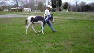 Spotted Gaited Mule Show Gait Frank SOLD [upl. by Heman]