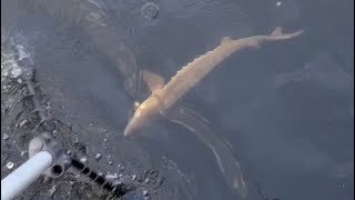 Best Dam Fishing Float Sturgeon Fishing Mississippi River [upl. by Nylrebma]