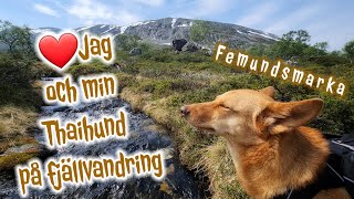 Jag och min Thaihund på fjällvandring i Femundsmarka 4K upplösning [upl. by Eserahc615]