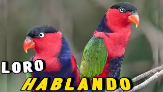 El LORO mas BONITO HABLANDO Lory Tricolor Divertido e Imitando Sonidos [upl. by Zima18]