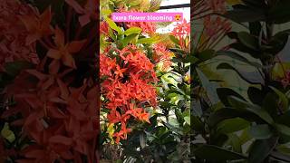 ixora plant care 😍✌️✌️🥰 trending garden youtubeshorts shortvideo viralshorts ytshorts [upl. by Friend276]