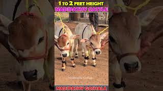 1 to 2 feet height cattle  Nadipathy Goshala  cute life village farm trending yt [upl. by Deerdre]