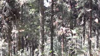 Monarch Butterflies 1mov [upl. by Humbert72]